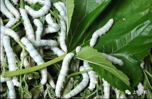 154235075918704081.jpg 15423334113241.jpg